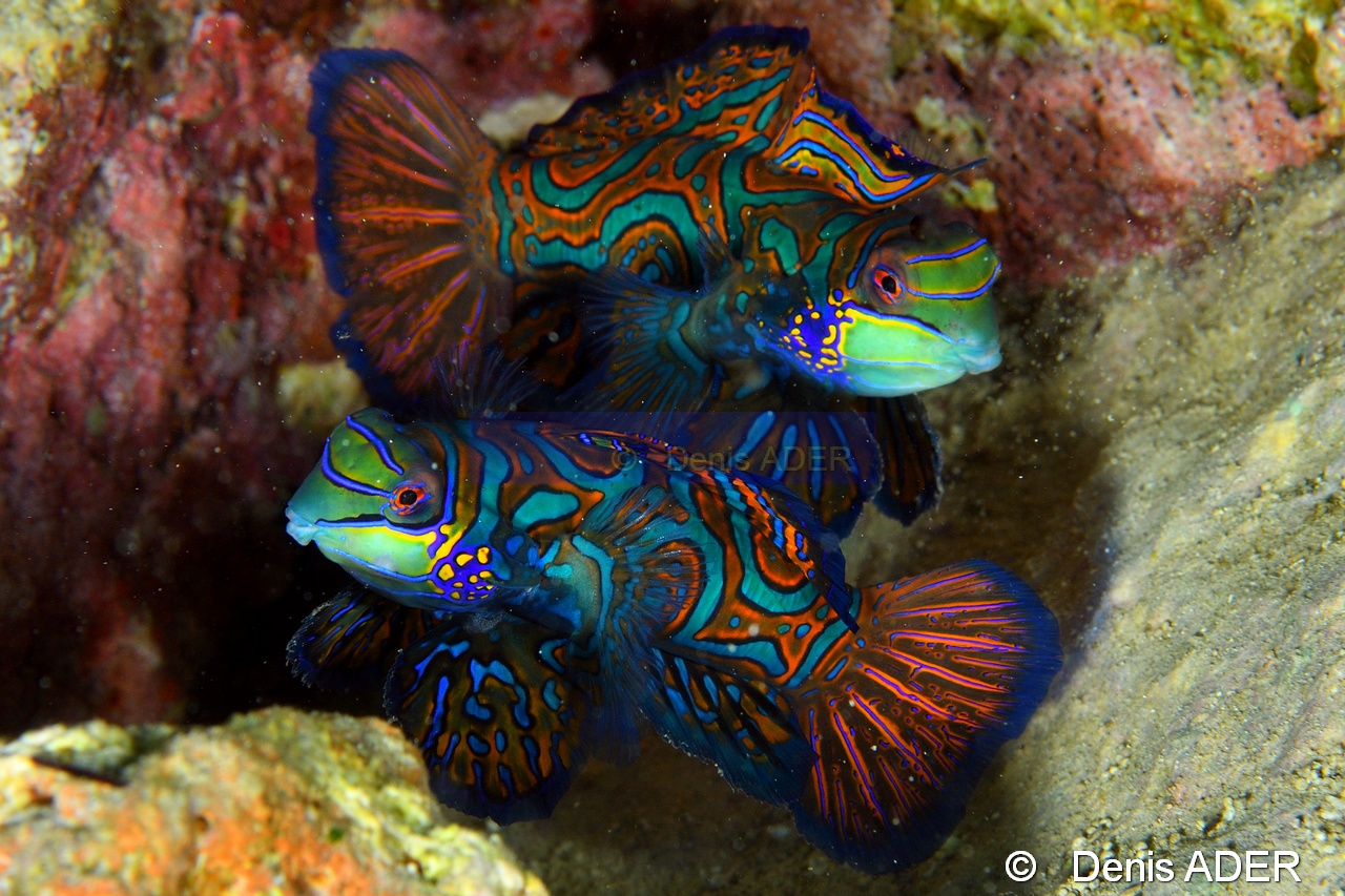 Synchiropus splendidus Poisson Mandarin-Pasar wajo Mandarin city-6m-20180602nuit-Denis-ADER-DSC_3531_tn.jpg